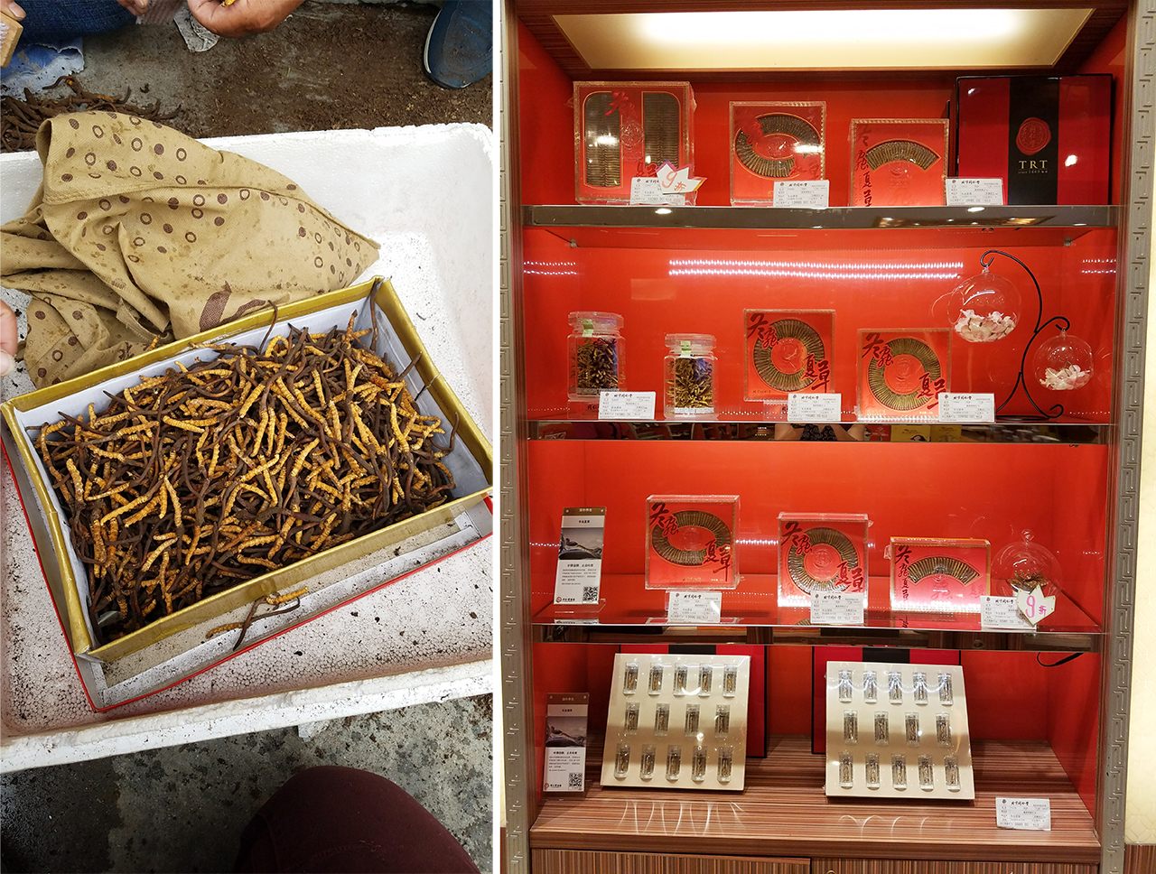 Fungus for sale at a market in Damshung, Tibet (left) and a high-end store in Chengdu, Sichuan.