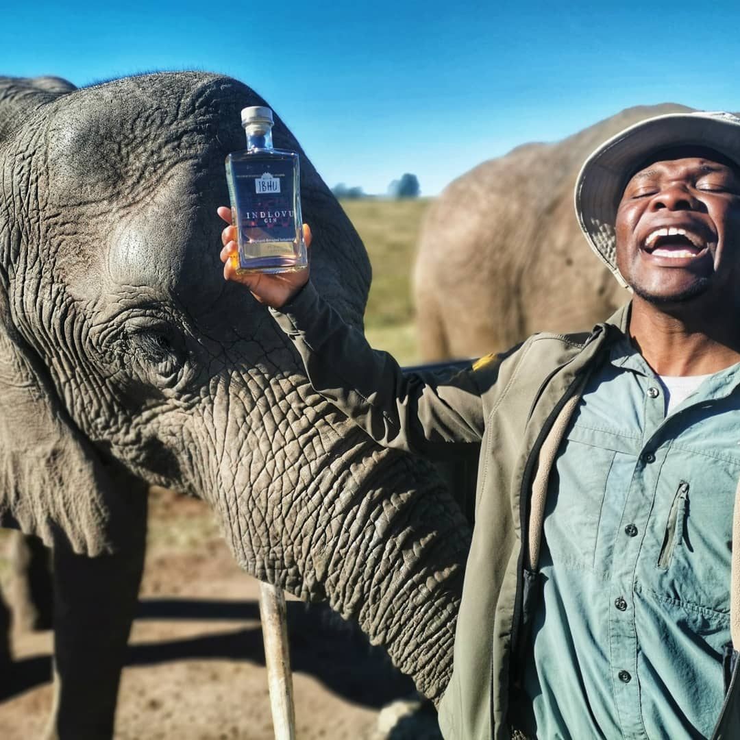 A South African Couple Has Turned Elephant Dung Into Award-Winning Gin -  Gastro Obscura