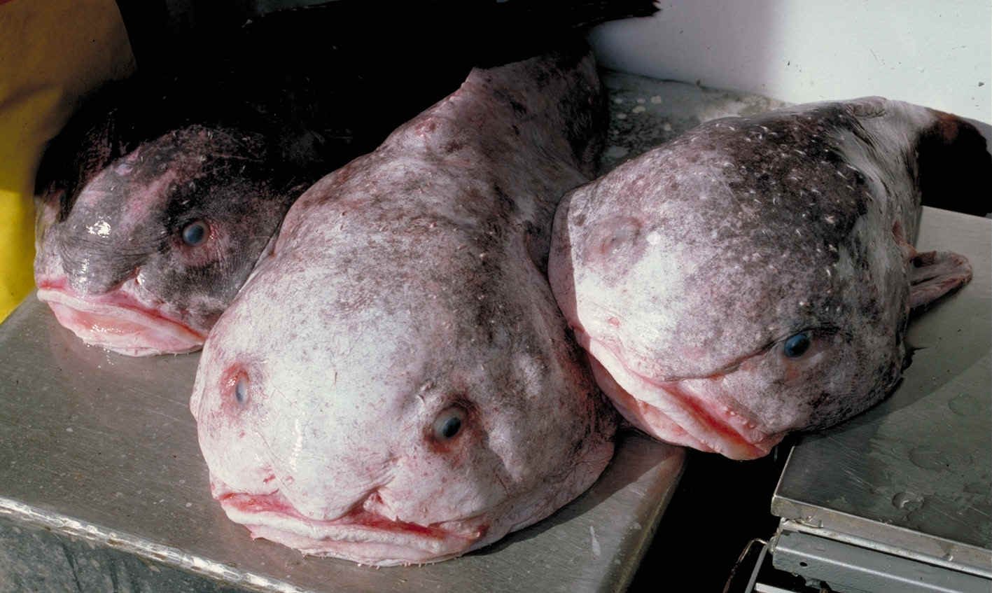 Voted the world's ugliest animal, deep-sea blobfish could make a tasty dinner in a nuclear winter.