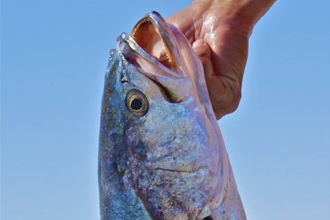 This Fish's Propensity for Deafening Orgies Is Both Its Strength and Its Weakness 
