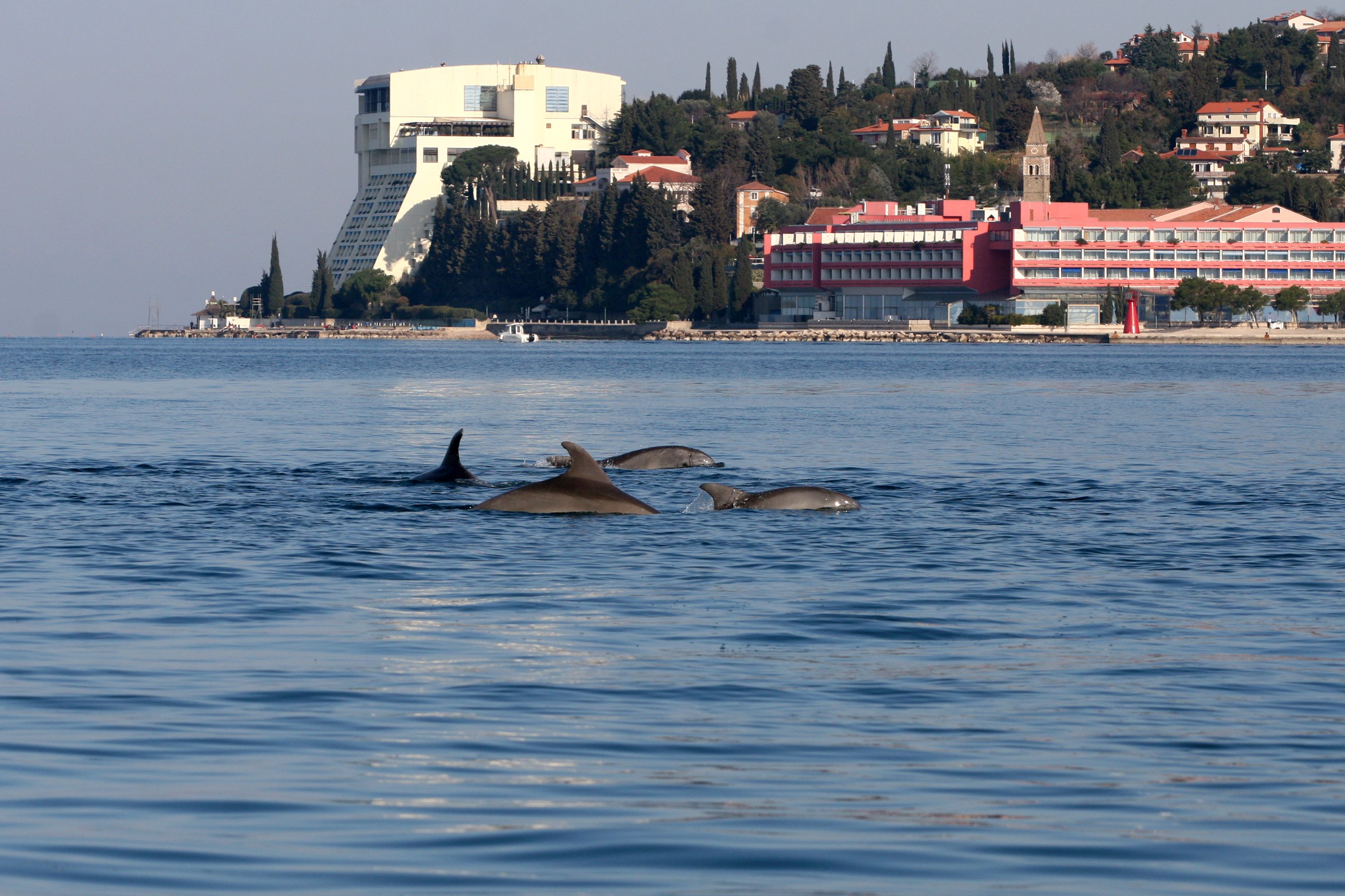 The coast of the Northern Adriatic where the dolphins live has seen extensive development in recent years.
