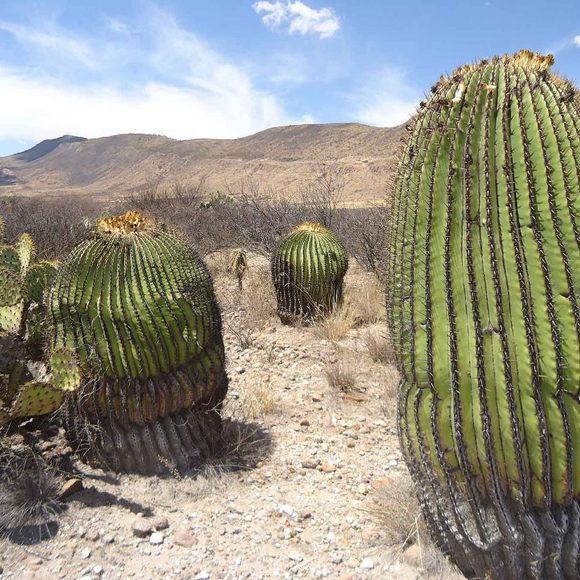 mexican desert plants