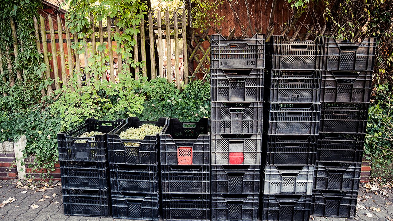 The 2016 harvest for the Kreuzberg vineyard amounts to 27 crates in total. 