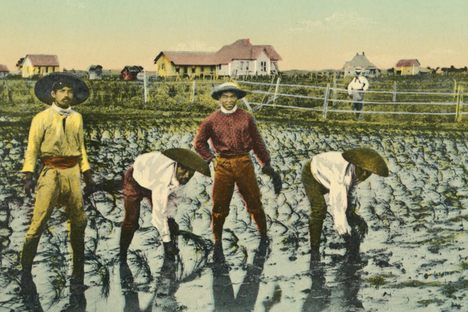 The Japanese presence near Houston was commemorated in postcards.