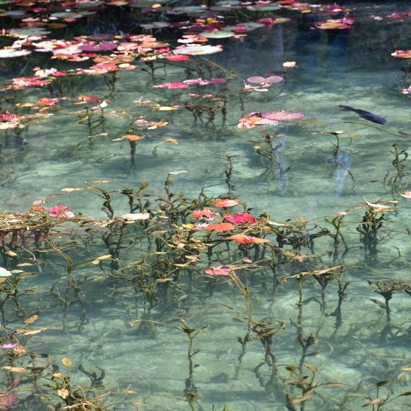 Monet's Pond – Seki-shi, Japan - Atlas Obscura