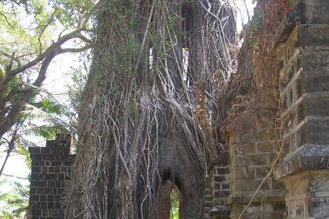 The Church tower, almost wholly covered by a Ficus tree