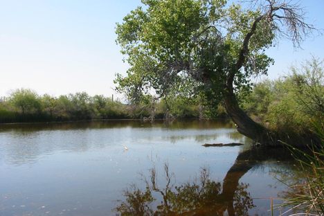 Quitobaquito Springs.