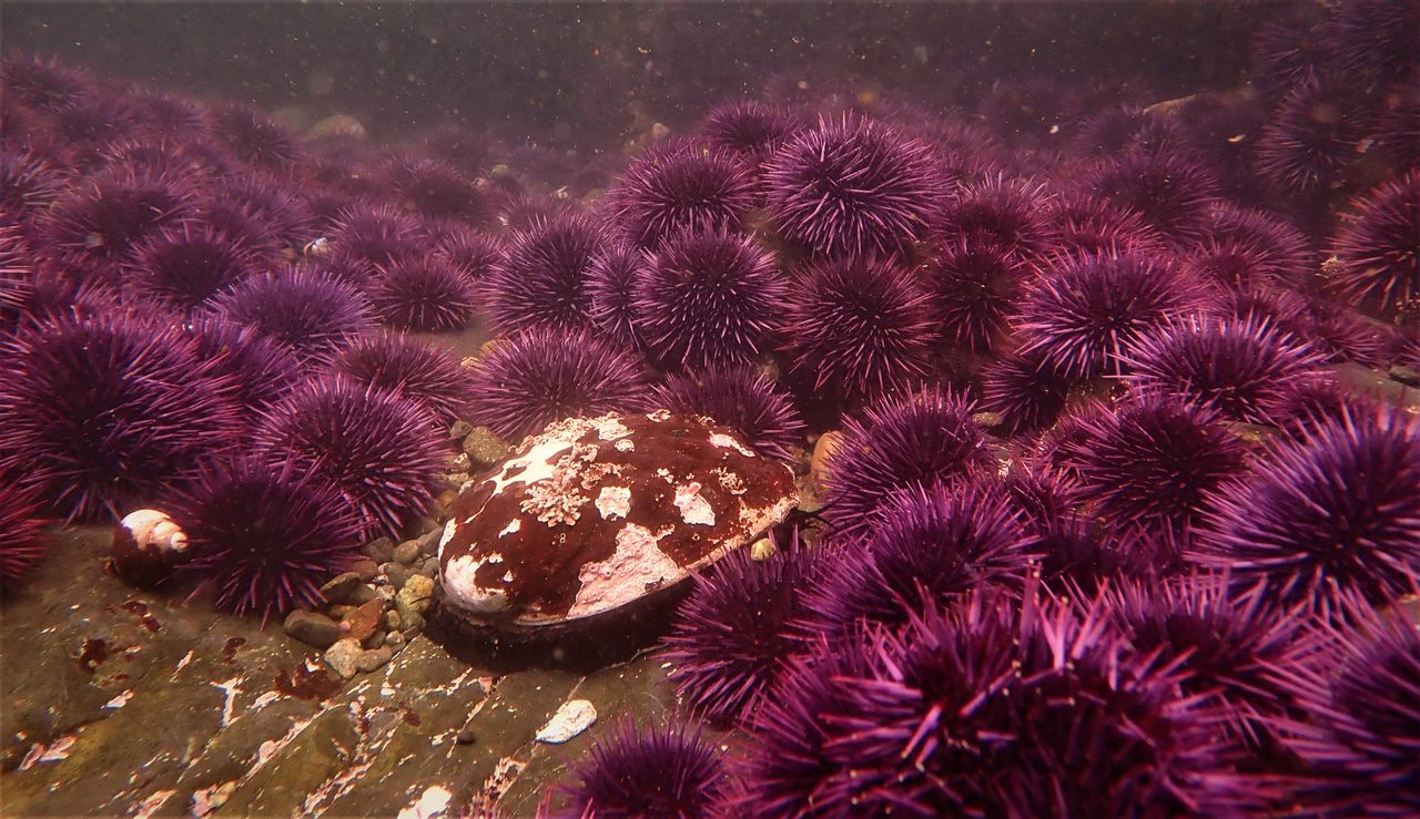 Urchins encircle a lone red abalone.