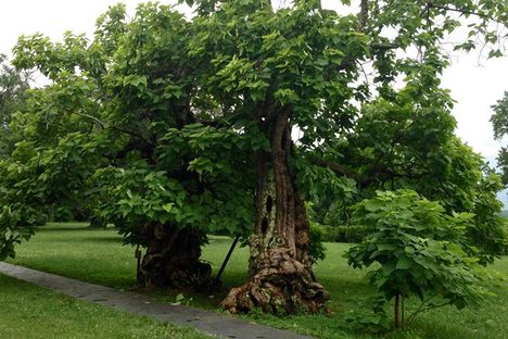 Two catalpa trees beside the house were present at the time of the Civil War.