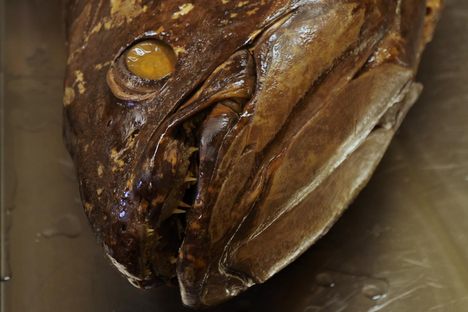 Unboxing a Prehistoric Fish 