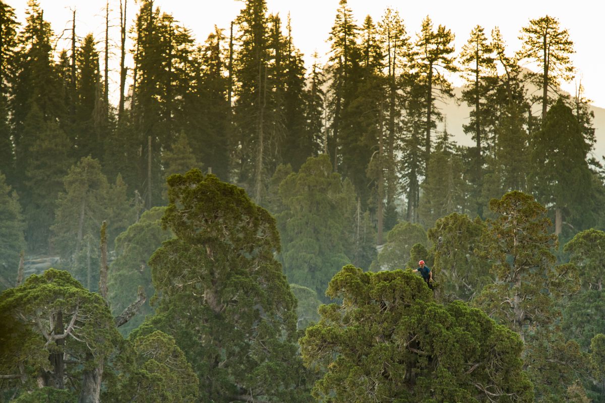Ambrose collects foliage samples from the top of a giant sequoia tree in Sequoia National Park.