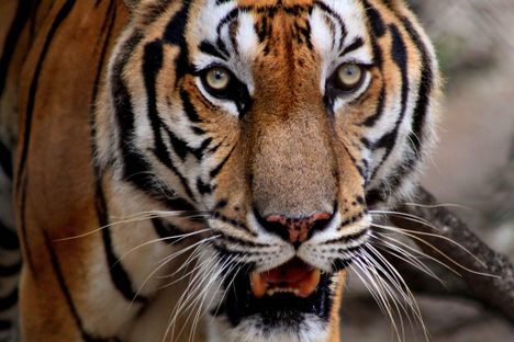 Tigers Have Gone Extinct in Cambodia