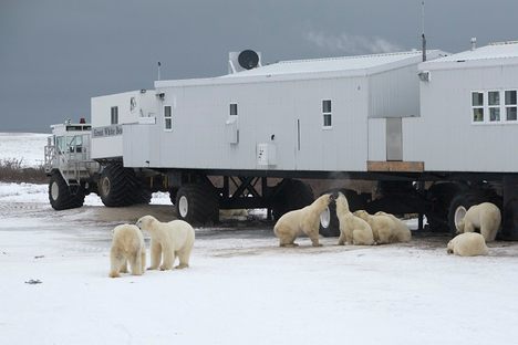 Encounter the King of the Arctic at This Polar Bear Ice Bridge Hotel