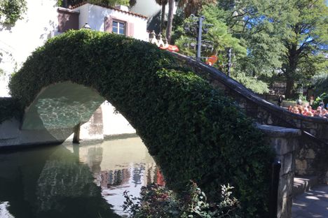 The Ivy Side