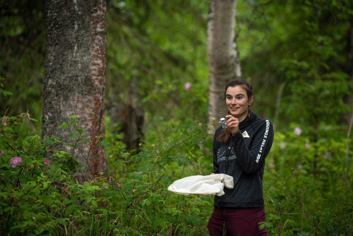 U.S. Fish & Wildlife Service researcher Sabrina Farmer learns how to net native bees and transfer them into sample jars, part of training to collect specimens for the Alaska Bee Atlas.