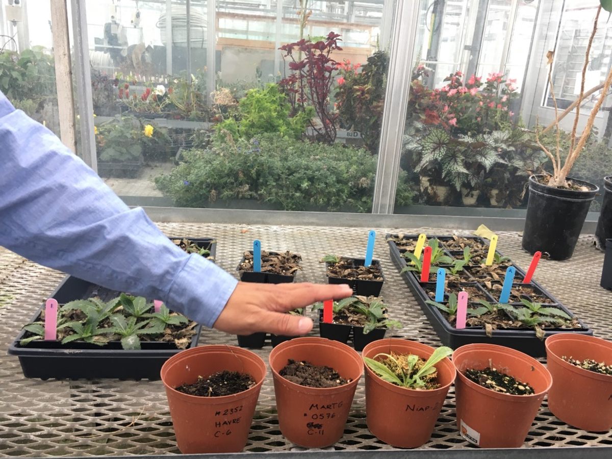 Hill's Thistles in the greenhouse. Only the strong survive.