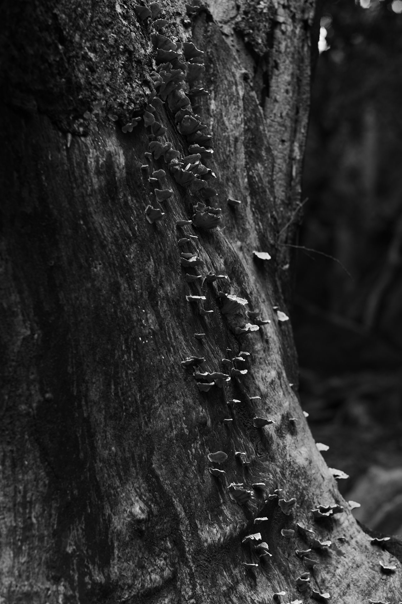 Mushrooms on a tree.