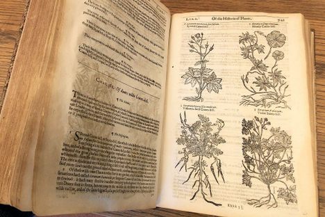 Objects of Intrigue: The First English Herbal