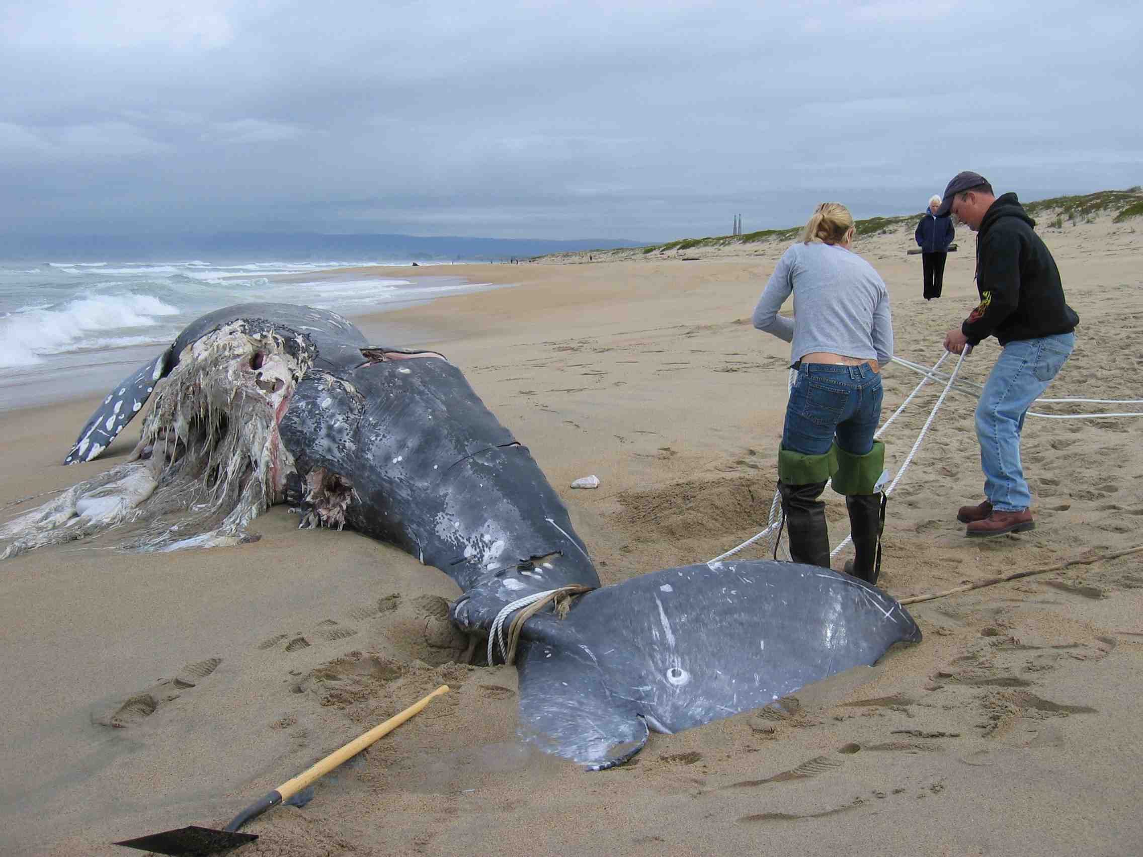 Researchers from the Monterey Bay Aquarium Research Institute prepare to tow a dead whale off a beach in Monterey Bay. This carcass was sunk 1,800 meters deep in Monterey Canyon, and was nicknamed "Patrick" by MBARI researchers.