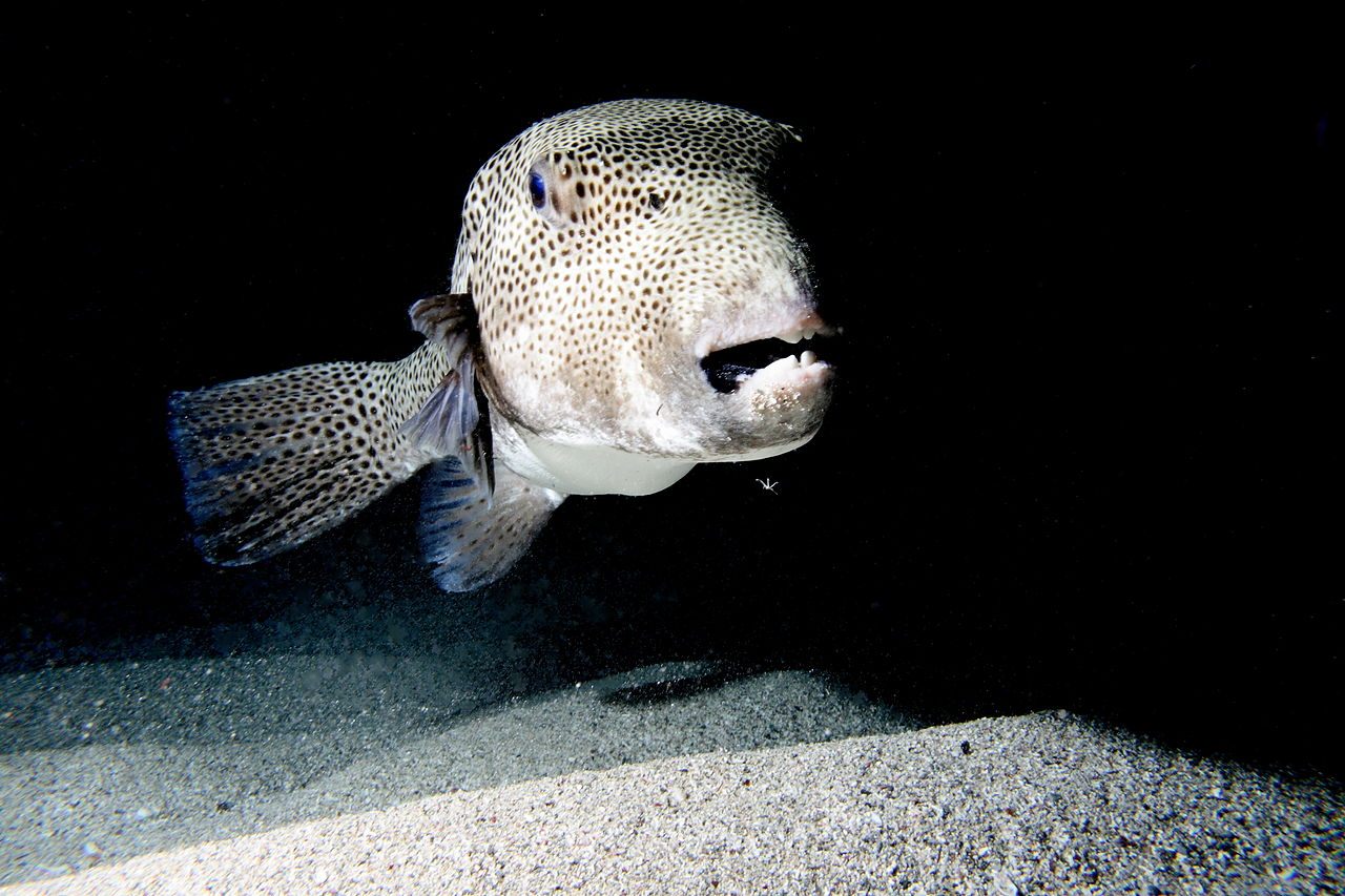 fugu fish teeth