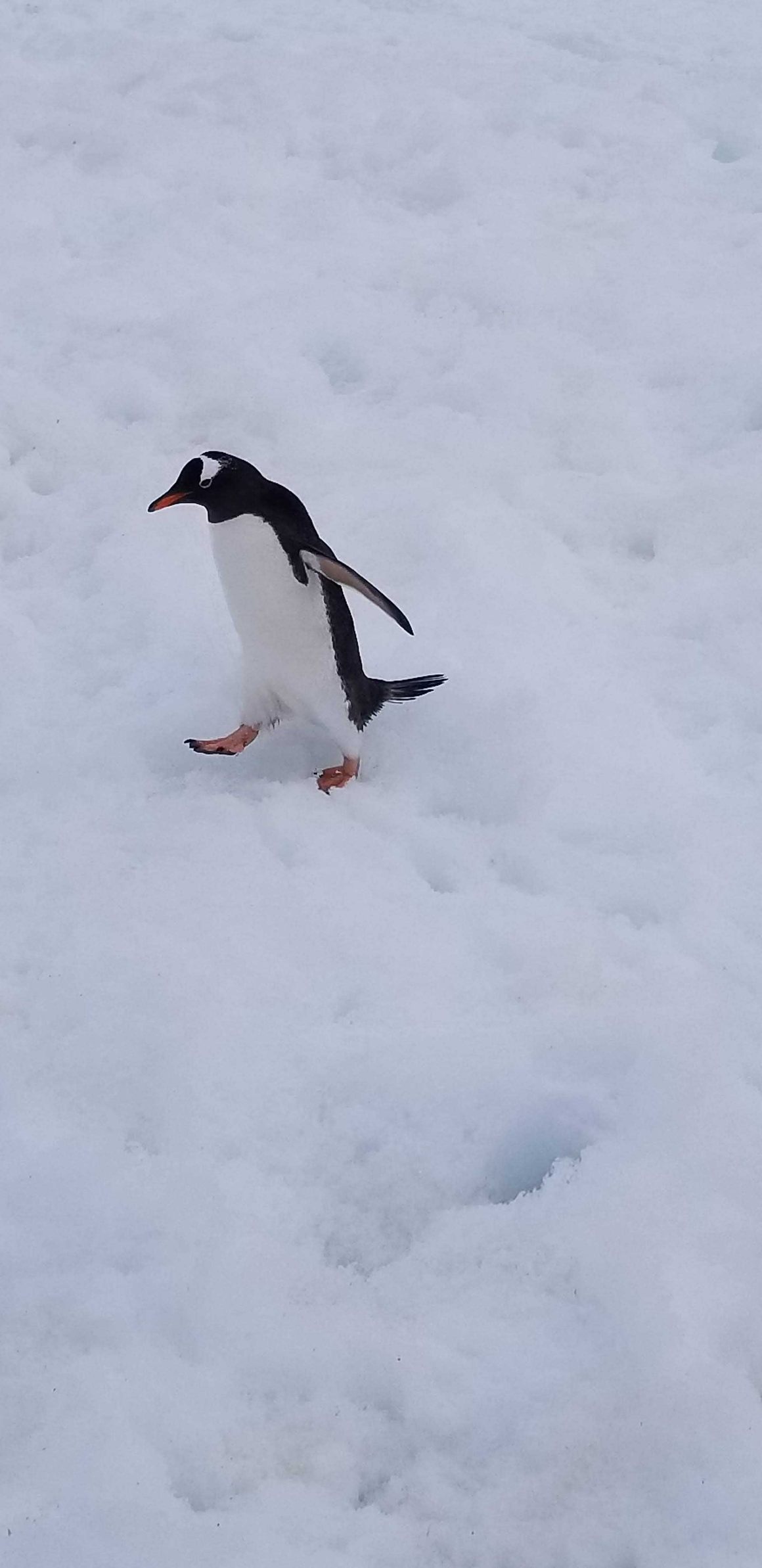 A Gentoo penguin walking a penguin highway