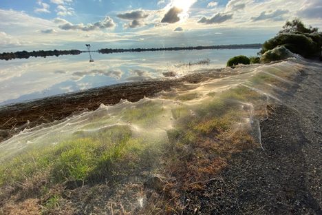 After heavy rains, spiderwebs covered part of Gippsland like a glinting blanket.