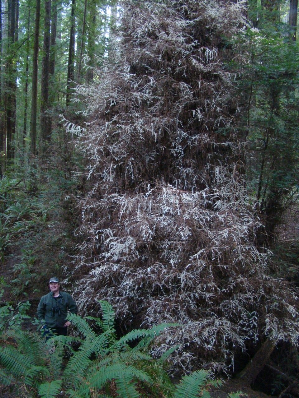 Botanist Zane Moore stands beside an albino redwood in California's Humboldt State Park.