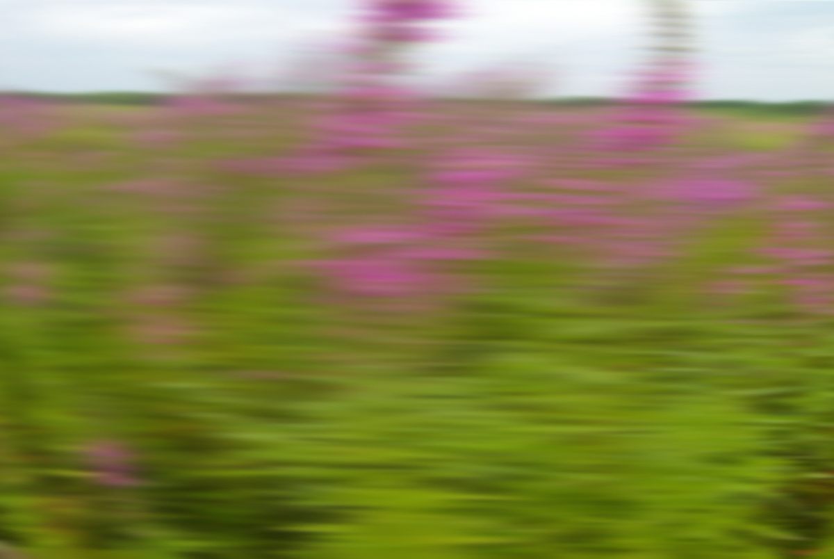 Purple loosestrife (at 70 mph).