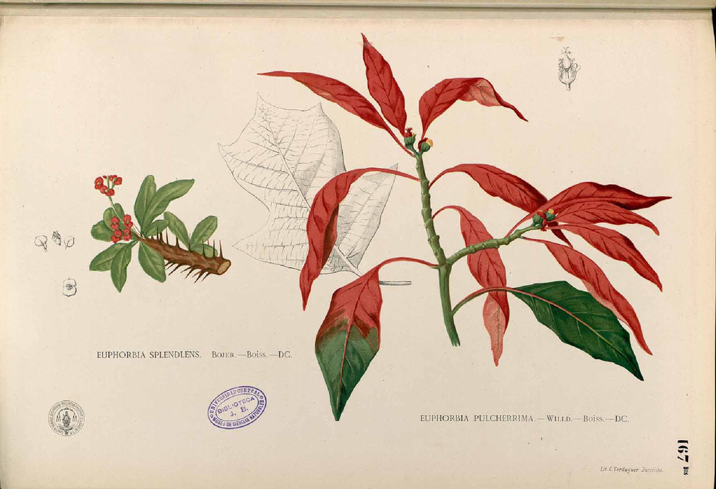 Euphorbia pulcherrima, on the right.