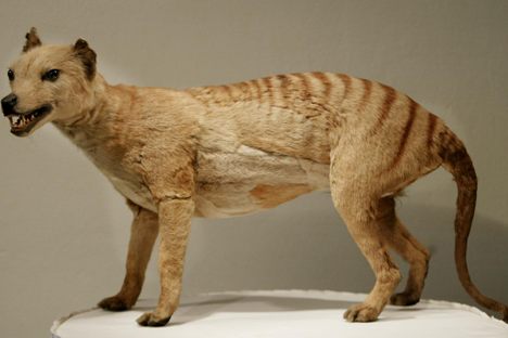 Thylacine taxidermy at the Australian Museum