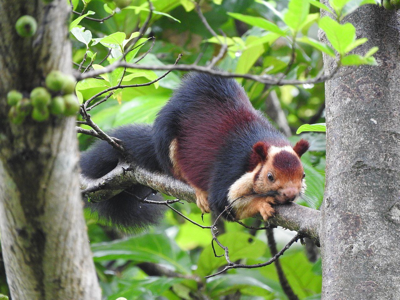 A Malabar Giant Squirrel.