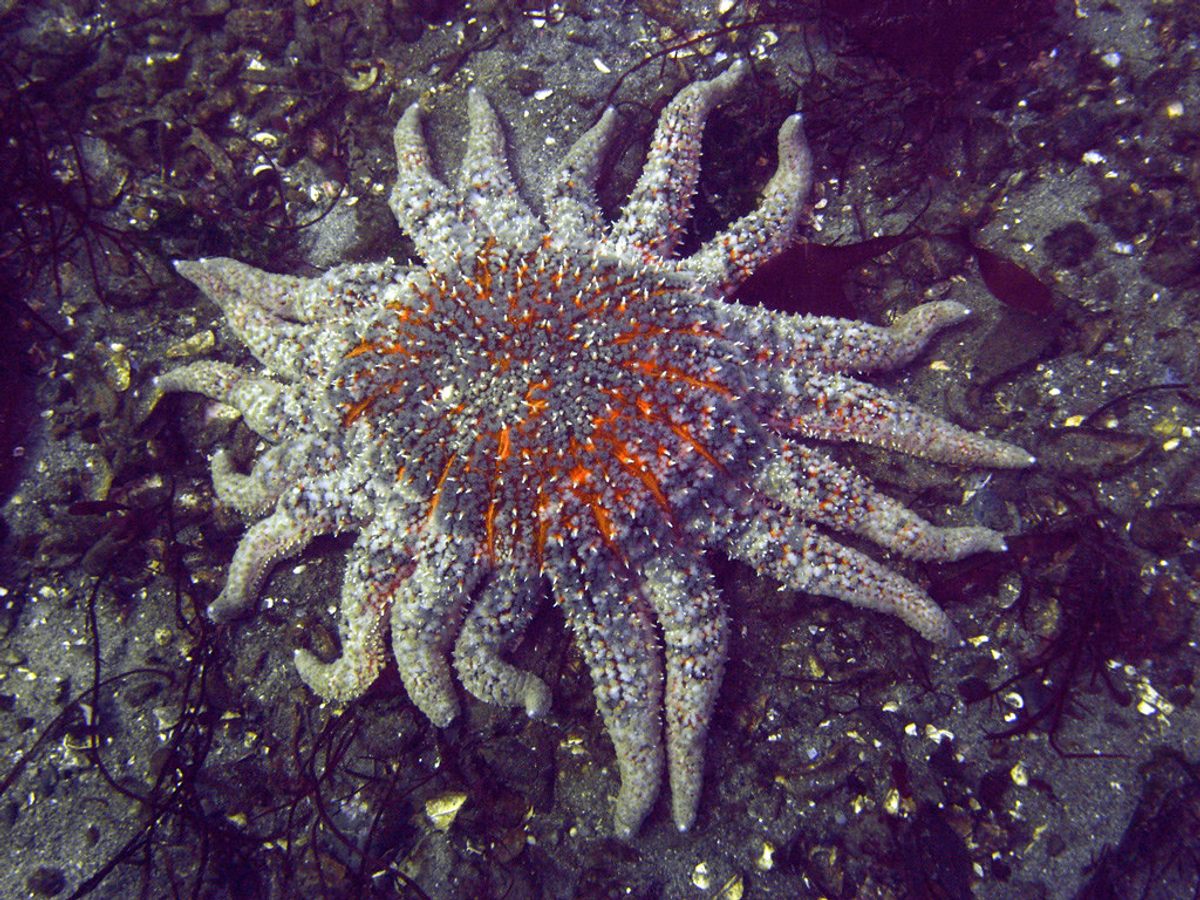 A healthy sunflower star.