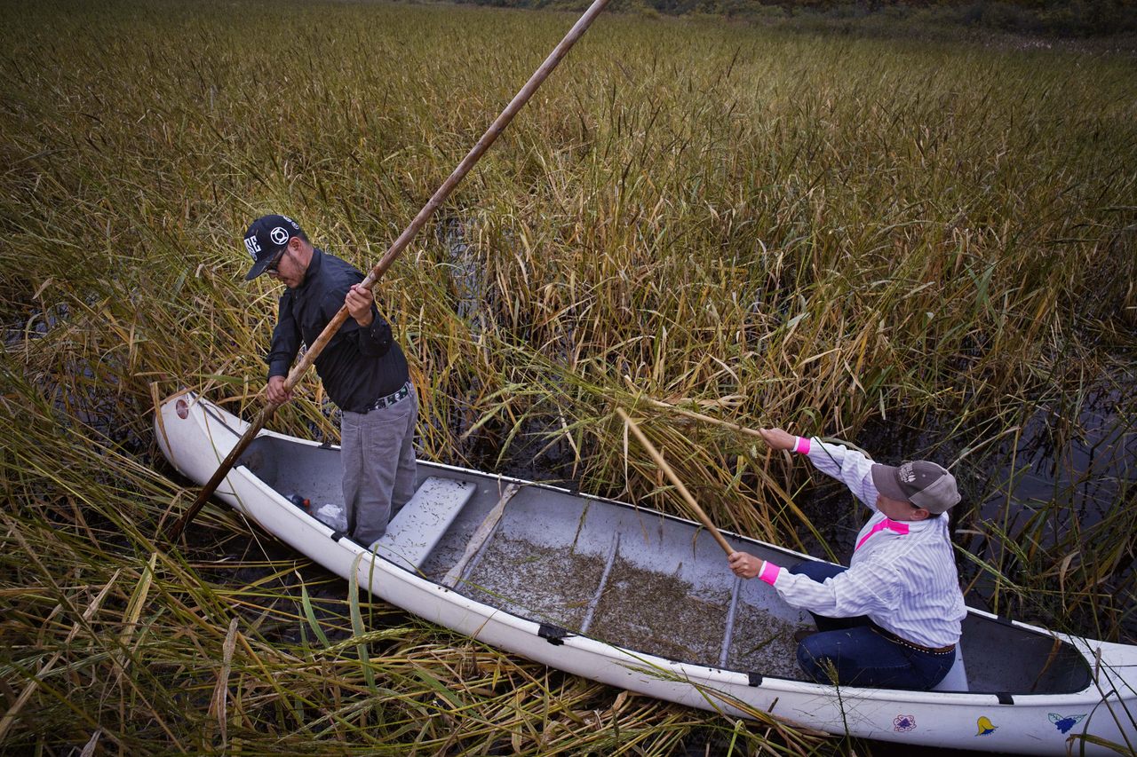 Canoes are the traditional vehicles for gathering wild rice.