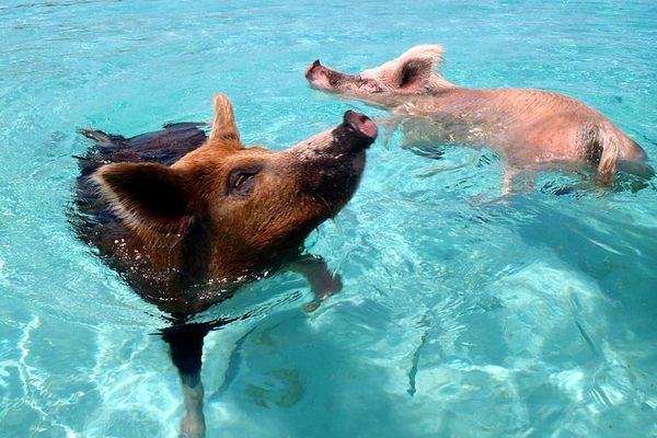 Swimming pigs.