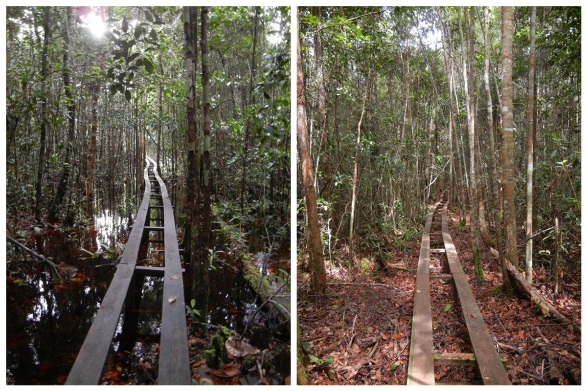 Researchers use narrow boardwalks in the forests around Borneo's Tuanan Orangutan Research Station in both the swampy wet season (left) and the fire-prone dry season (right).