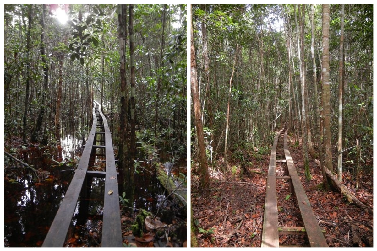 Researchers use narrow boardwalks in the forests around Borneo's Tuanan Orangutan Research Station in both the swampy wet season (left) and the fire-prone dry season (right).