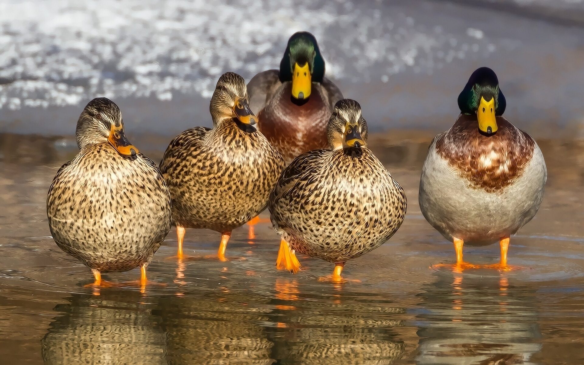 Ducks Seen Murdering, Snacking on Fledglings - Atlas Obscura