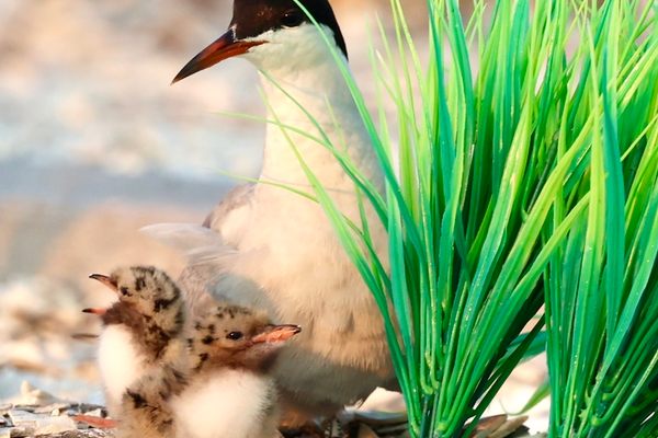On the nesting colony platform, a common tern watches over its chicks beside tufts of artificial grass that mimic the birds' traditional nesting habitat.