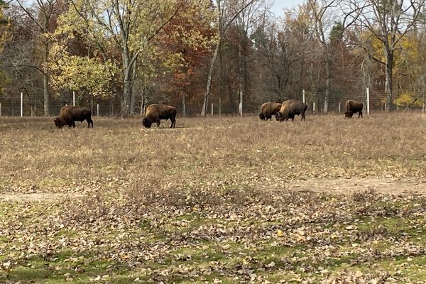 Bison herd grazing.