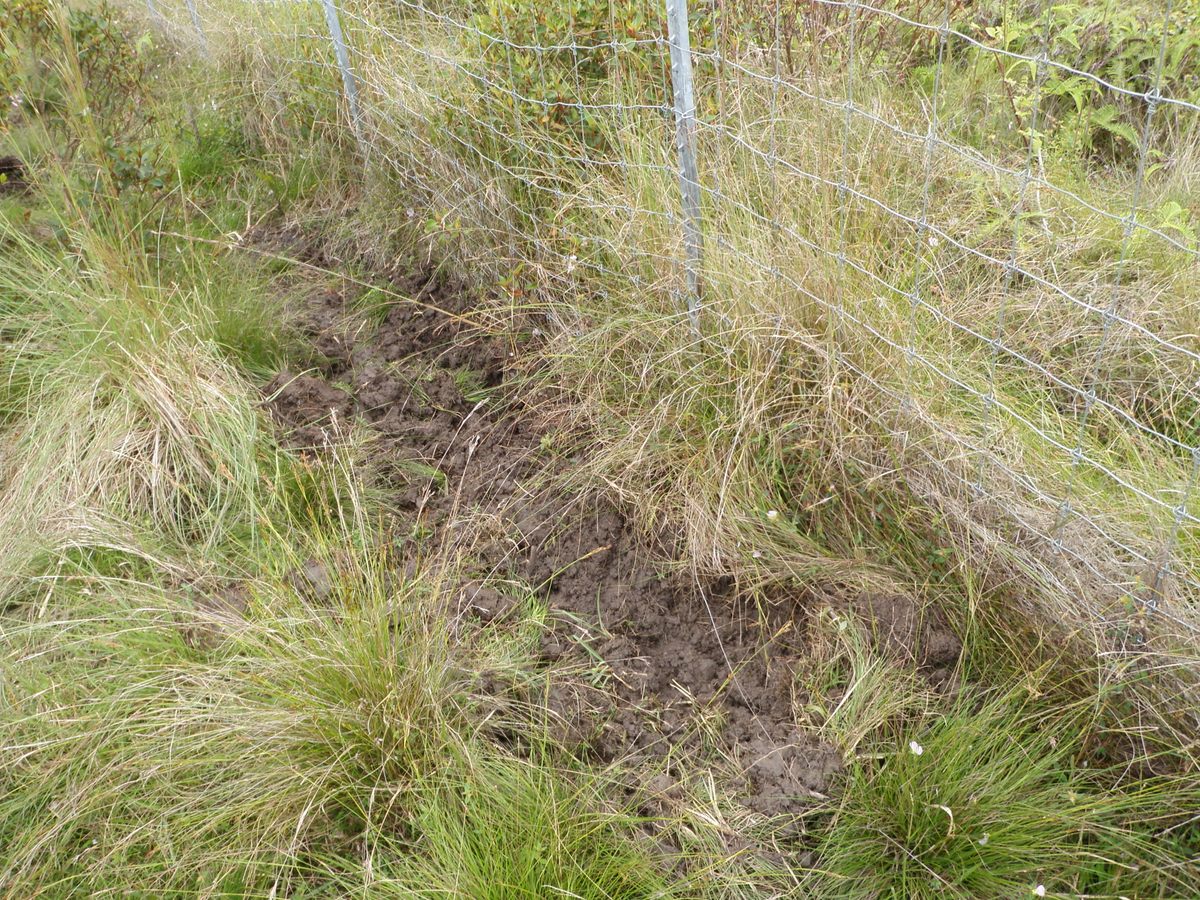 Pig-trampled ground just outside the bog's fence.