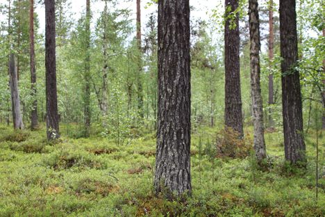 Pappa's forest is full of life.