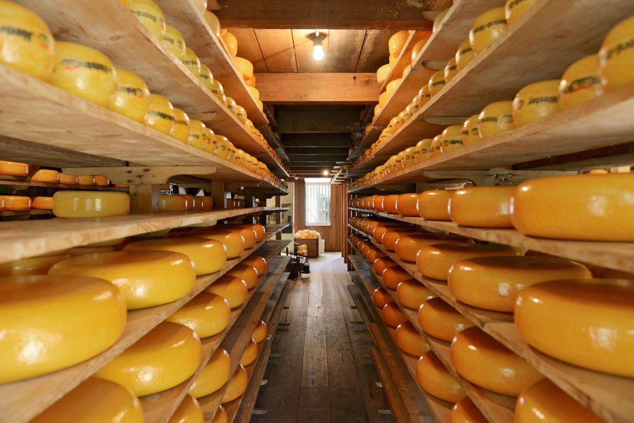 These plastic-cheese replicas don't age, but the 500 pounds of cheddar aging in a Wisconsin cheese factory do so wonderfully.