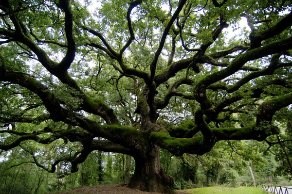 The Oak of the Witches.