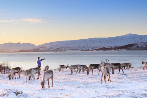 Some of the reindeer at the Tromsø Arctic Reindeer Experience.