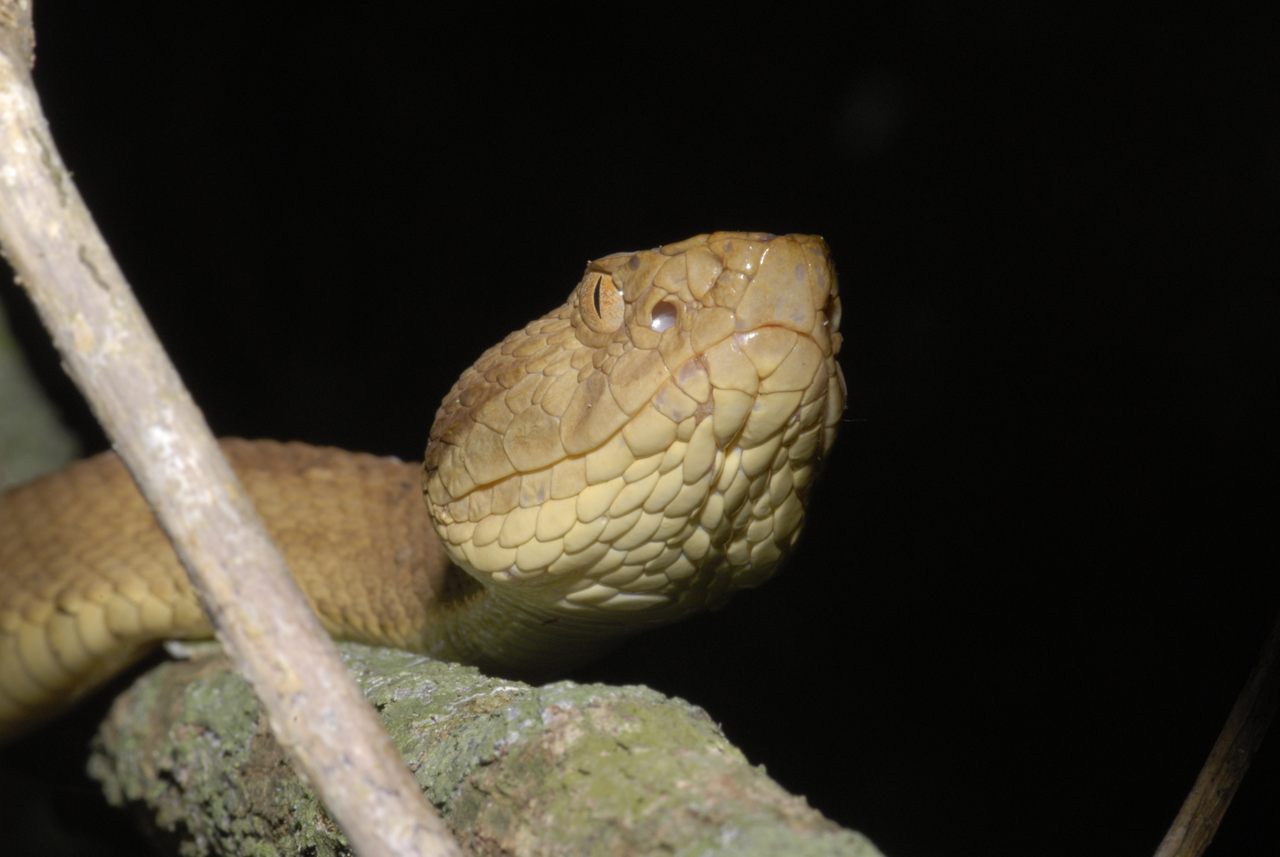 The golden lancehead, a highly venomous pit viper, is endemic to Brazil's Ilhe da Queimada Grande, the infamous "Snake Island."