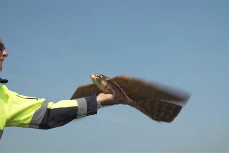 A robotic falcon prepares for takeoff.