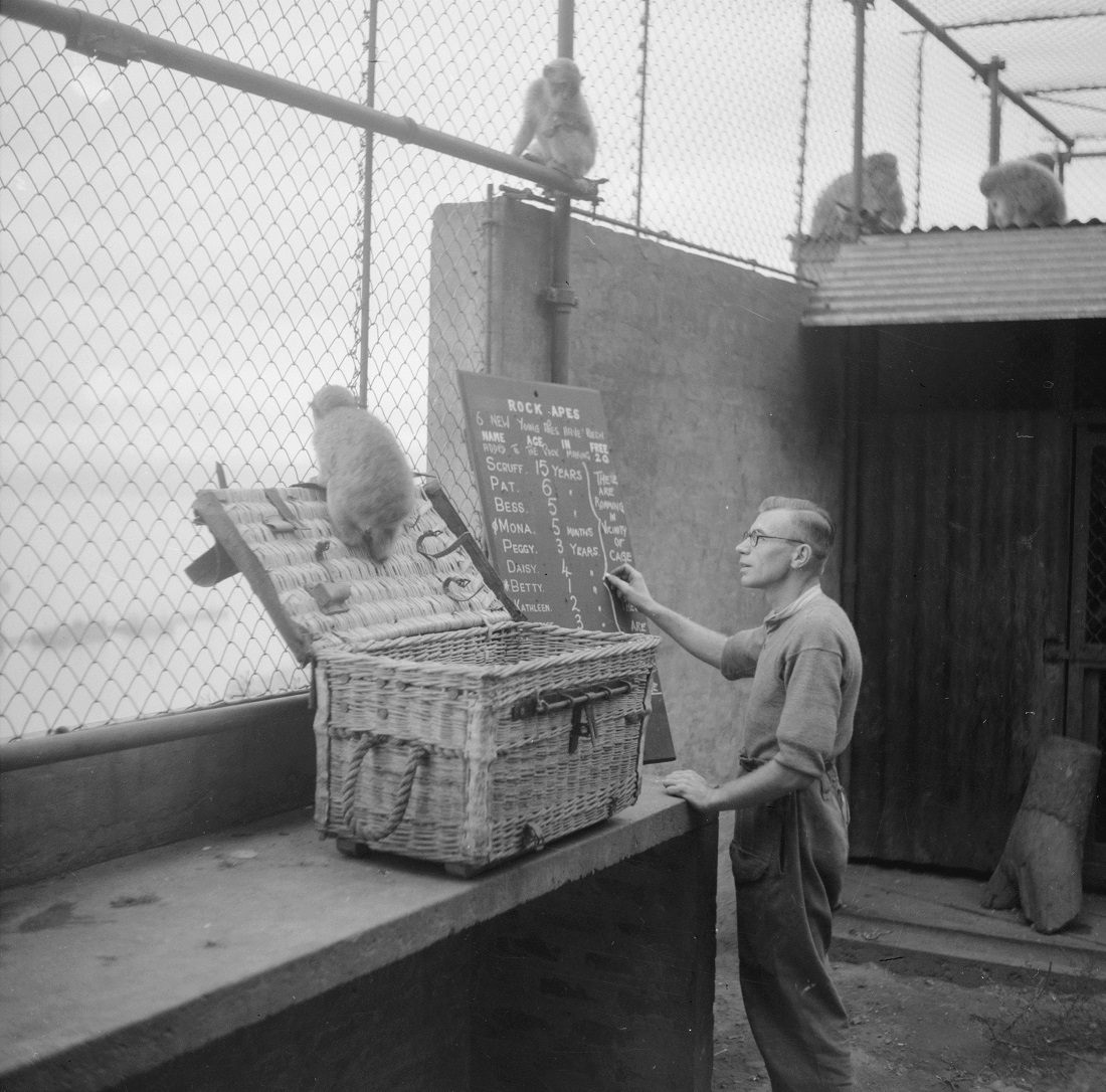 The latest arrival to Gibraltar is checked in. Following the superstition that if monkeys ever left Gibraltar it would cease to be a British colony, Churchill ensured their numbers were topped up.