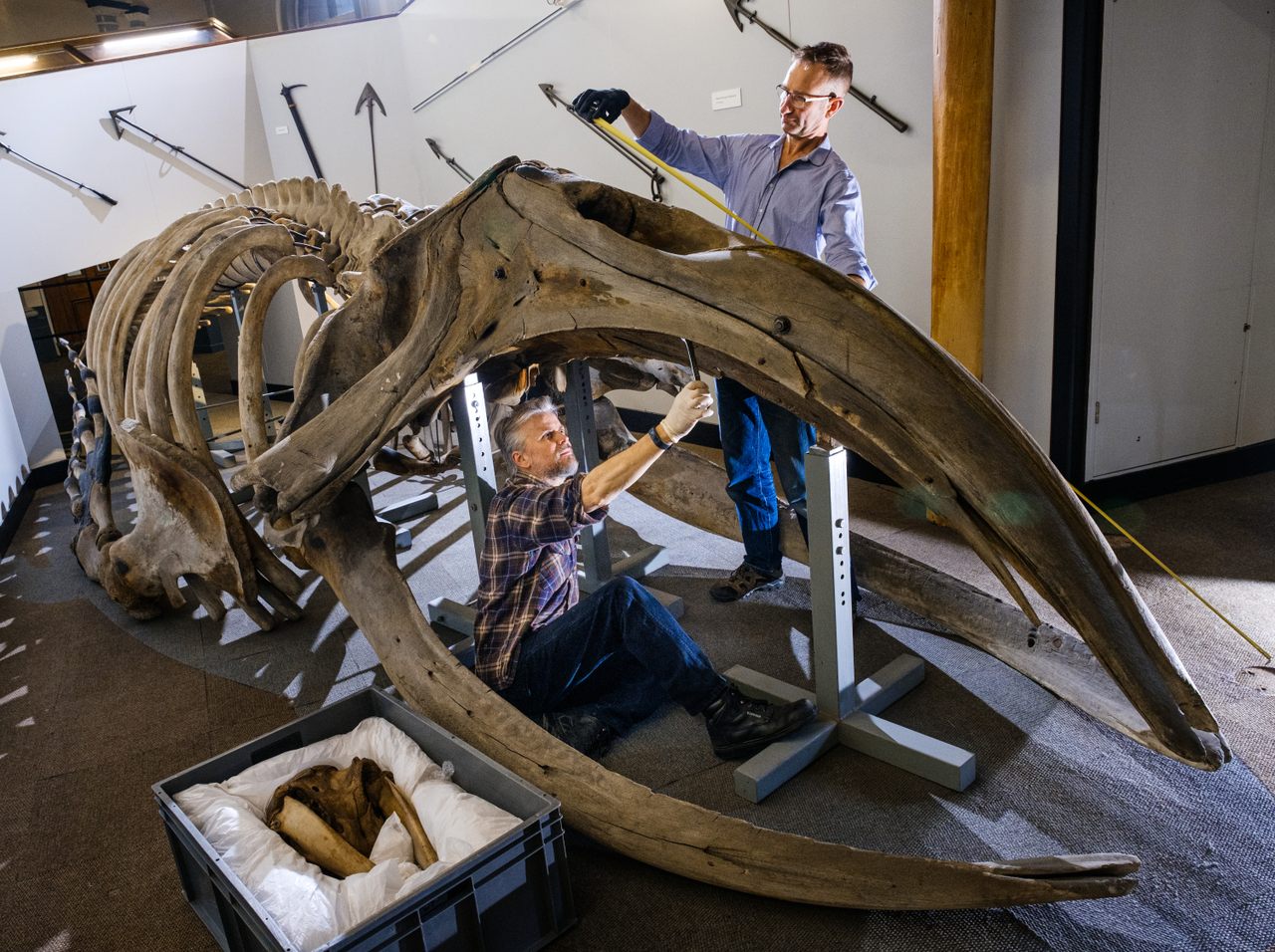 Nigel Larkin and Phil Rye work on the right whale skeleton. 