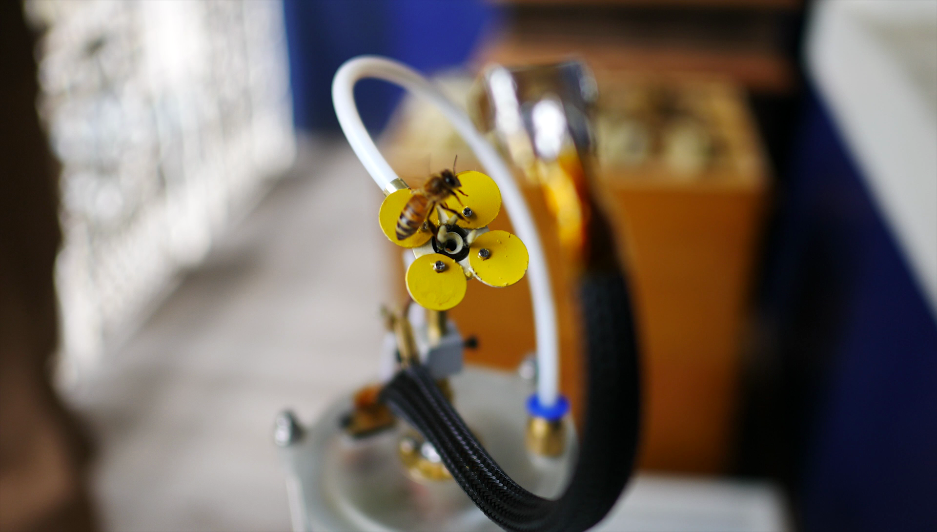 A bee interacts with the Pollenizer.