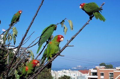 Parrots of hotsell telegraph hill